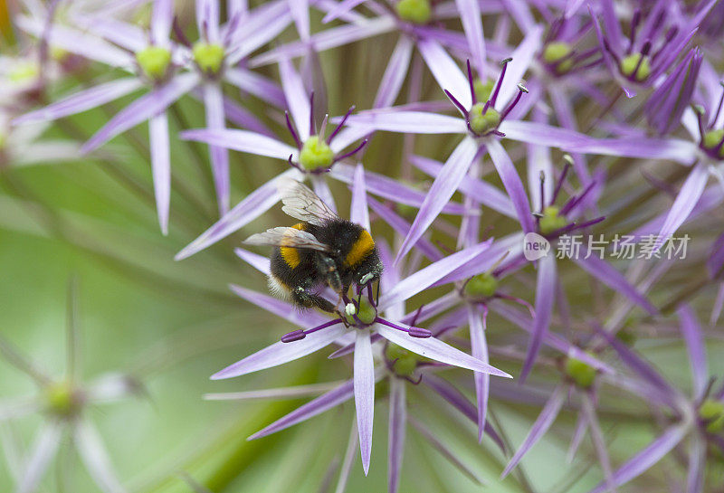 波斯之星(Allium christophii)与大黄蜂。